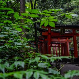 /japan_2025/Fushimi Inari Taisha 1