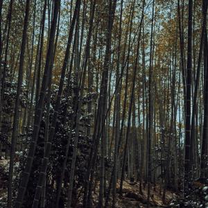 /japan_2025/Kōdaiji Temple Bamboo Forest
