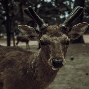 /japan_2025/Nara Deer Park - Deer