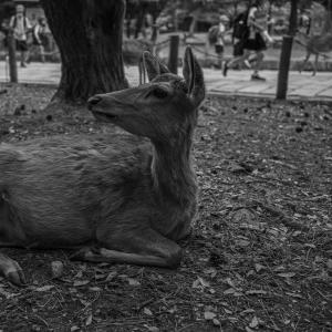 /japan_2025/Nara Deer Park - another deer