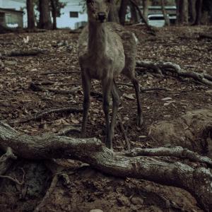 /japan_2025/Nara Park deer