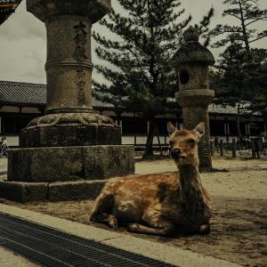 /japan_2025/Tado-ji Deer